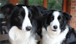 Zara and Harry, Australian Stock Dog Club NSW